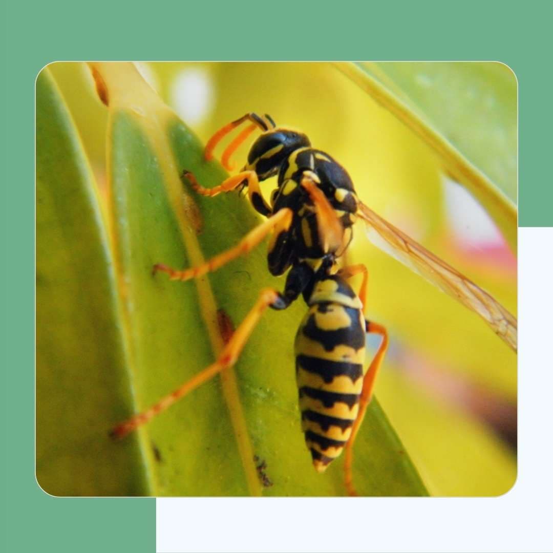 Digger Wasps