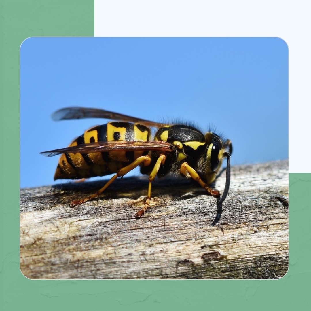 Mud Daubers