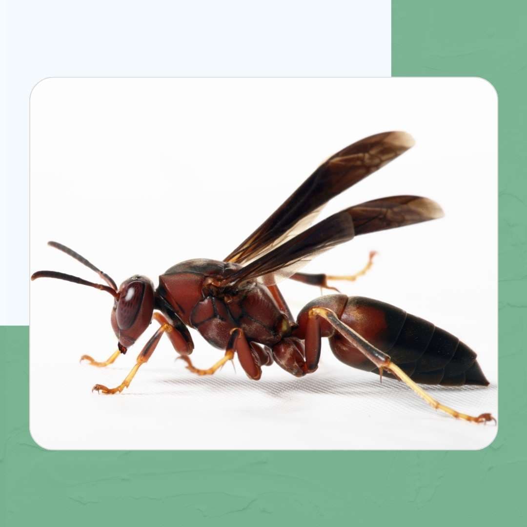 Paper Wasps