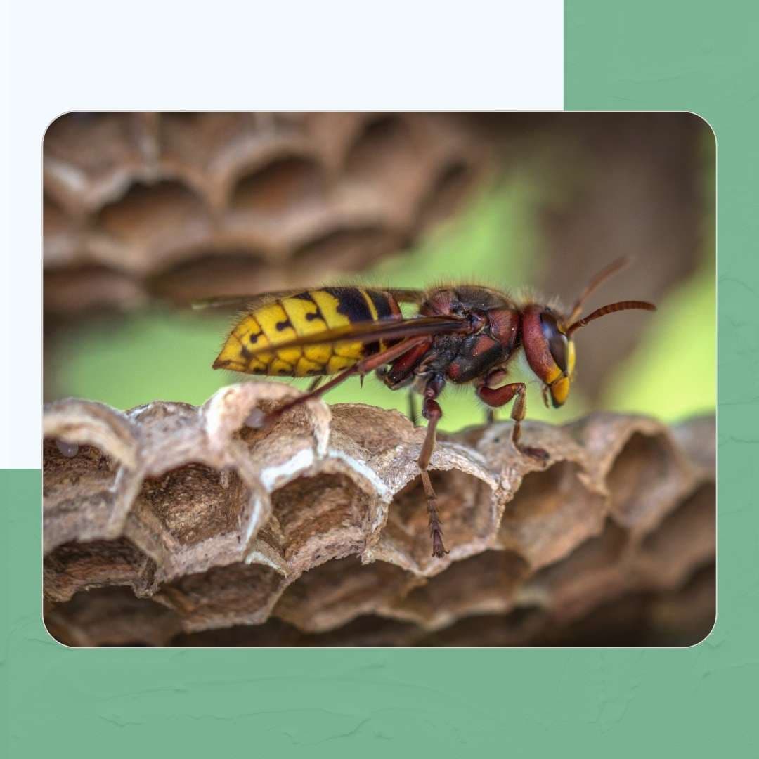 Yellowjackets