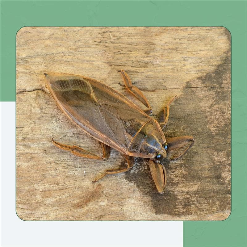 Barn Swallow Bug