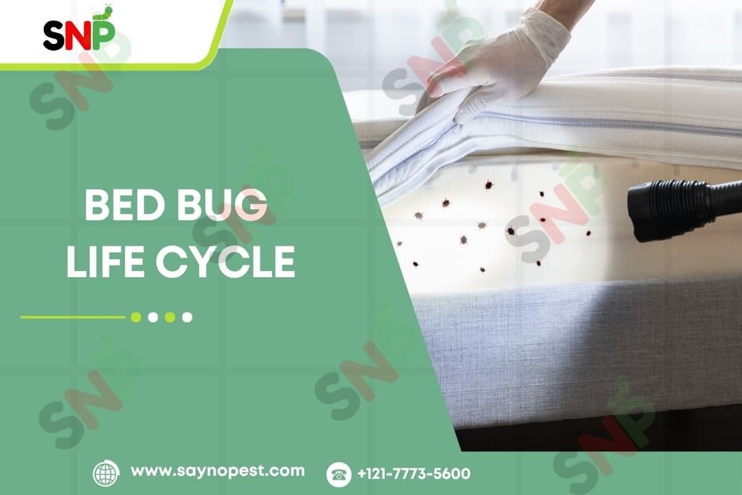 Bed Bug Life Cycle