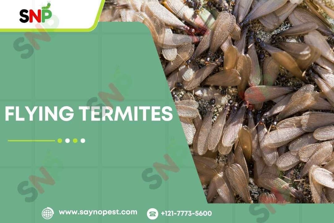 Flying Termites : They Ultimate Guide &#8211; 2025