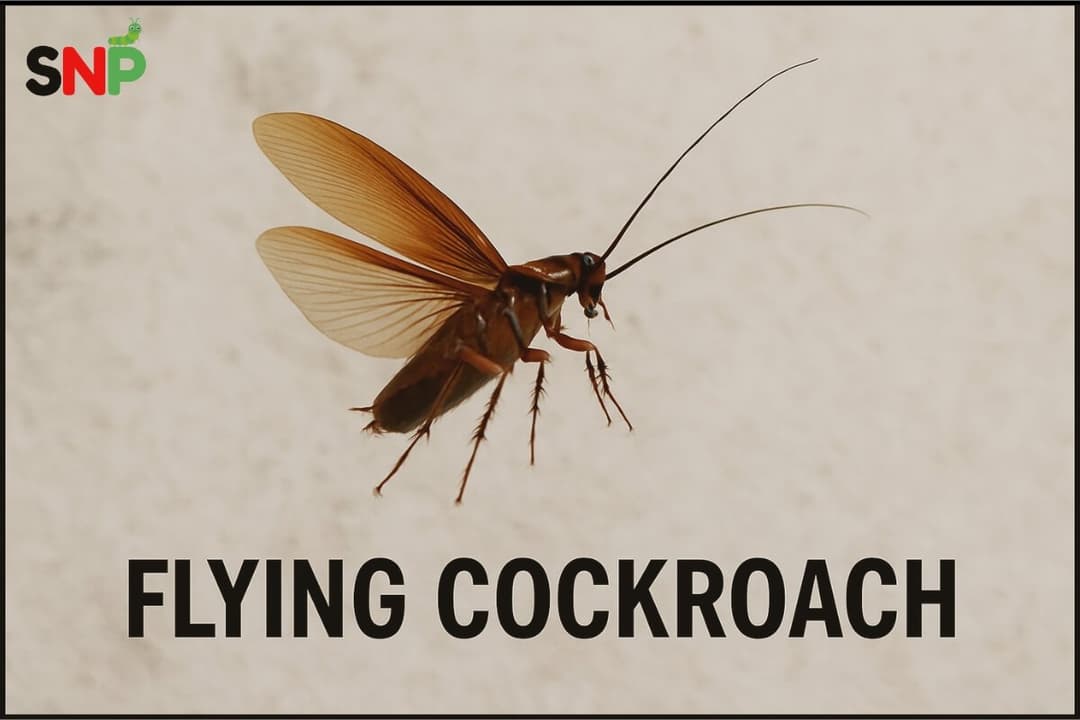 The Truth About the Flying Cockroach: Facts, Origins, and Removal