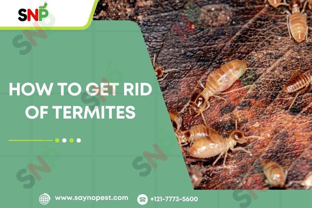 How to Get Rid of Termites : The Trust Worthy Guide