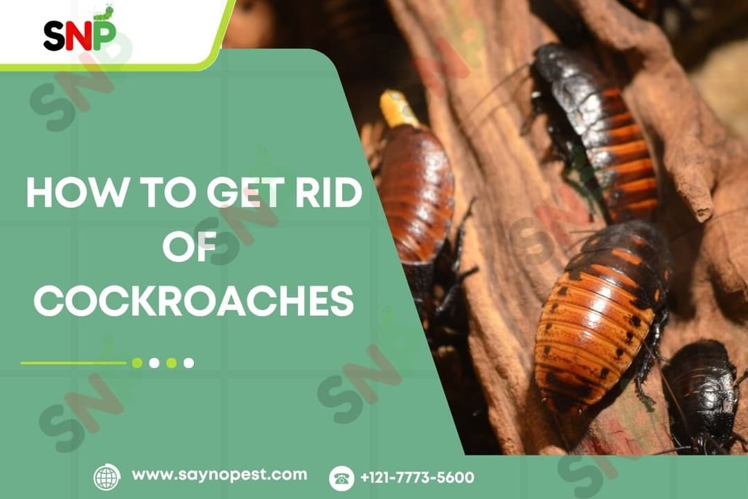 How to Get Rid of Cockroaches: A Complete Guide.
