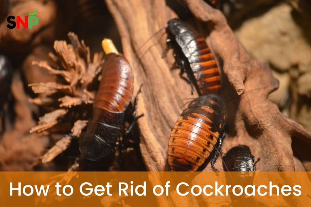 How to Get Rid of Cockroaches: A Complete Guide.