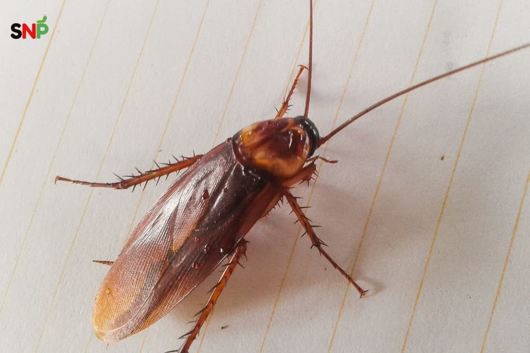 American Cockroaches: Life Cycle, Nymphs, Babies