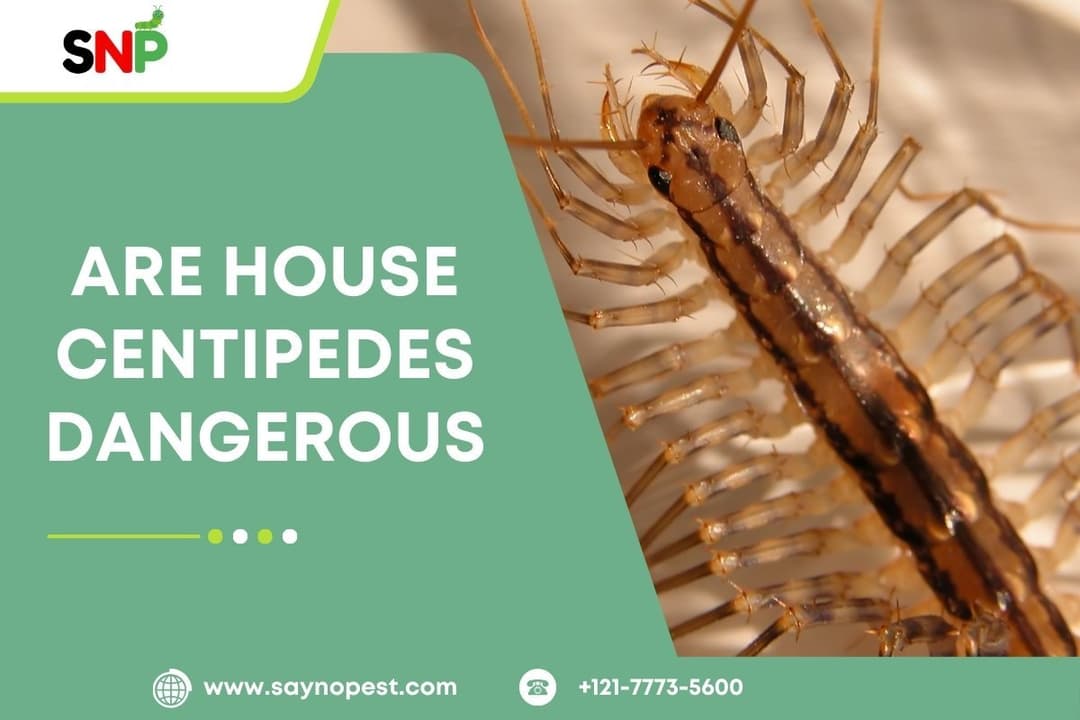 Are House Centipedes Dangerous? Everything You Need to Know