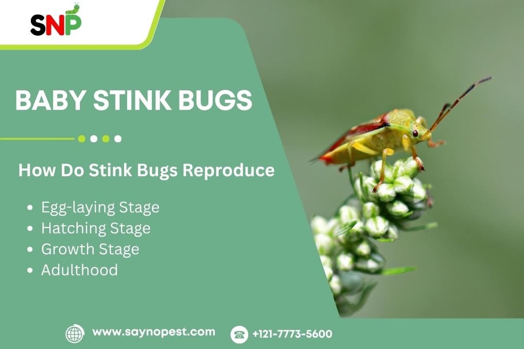 Baby Stink Bugs: A Complete Guide for American Homeowners