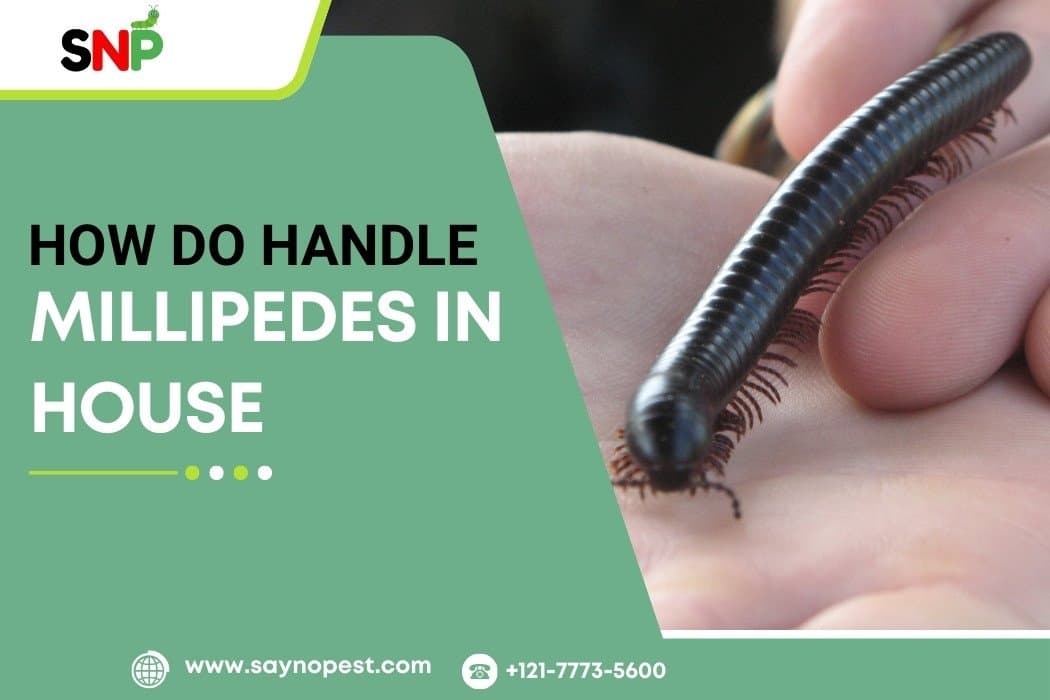 How to Handle Millipedes in House