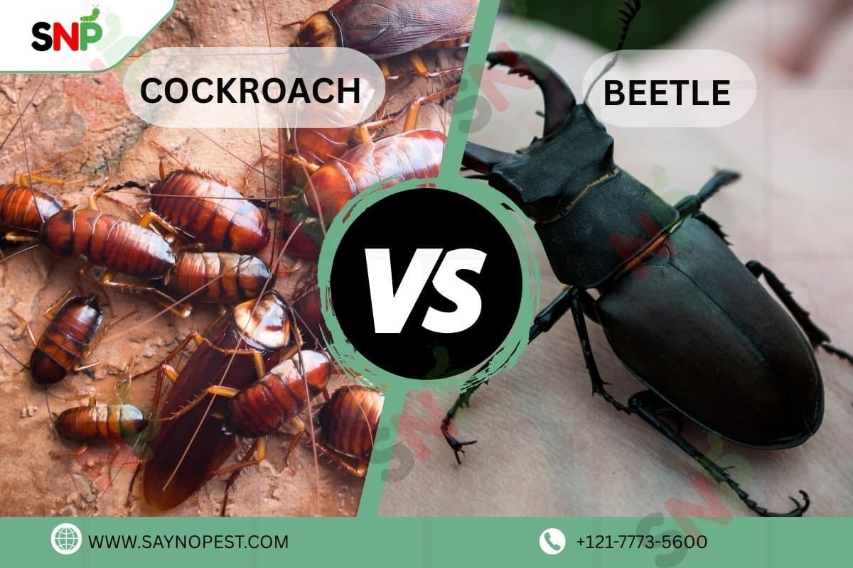 Cockroach vs Beetle: Understanding the Differences - Say no pest