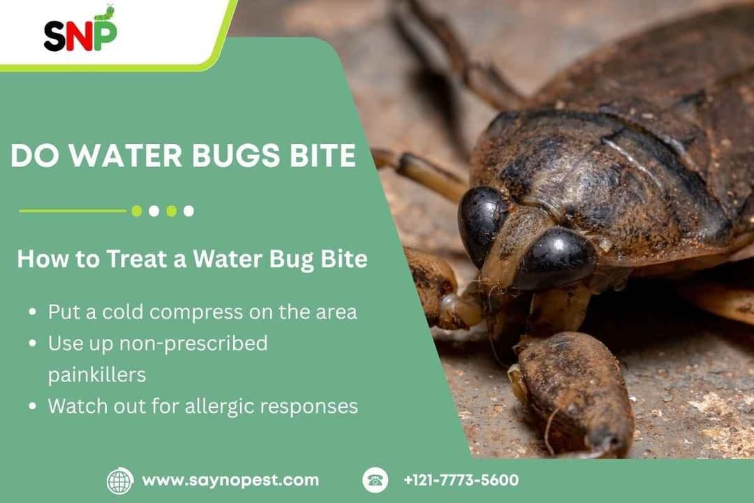 Do Water Bugs Bite? Everything You Need to Know