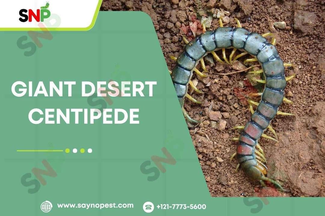 The Giant Desert Centipede: A Closer Look
