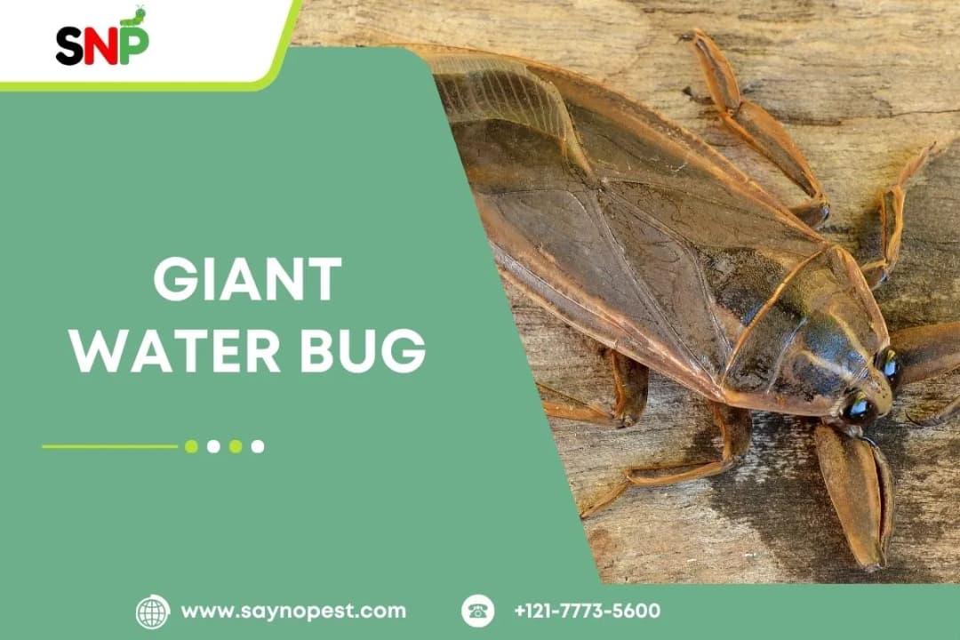 Giant Water Bug: America’s Aquatic Predator
