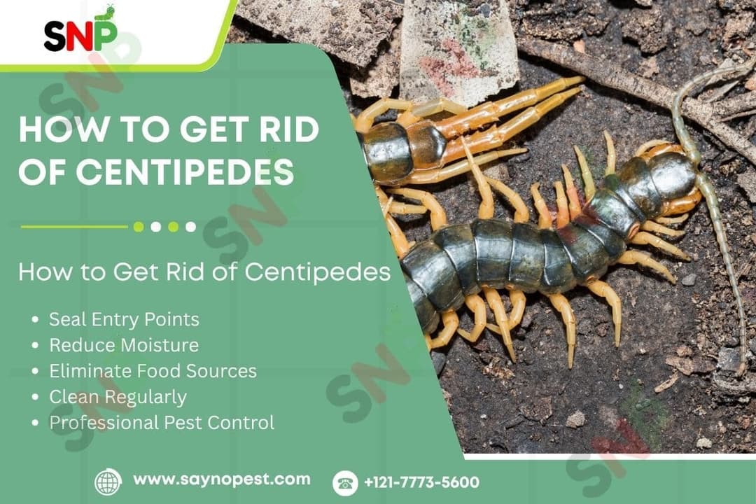 How to Get Rid of Centipedes: Signs, Safety, and Effective Control