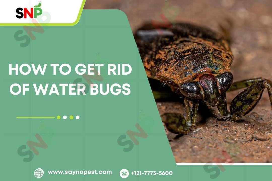 How to Get Rid of Water Bugs: A Complete Guide