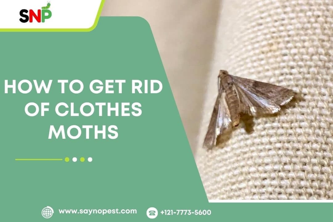 How to Get Rid of Clothes Moths: A Complete Guide