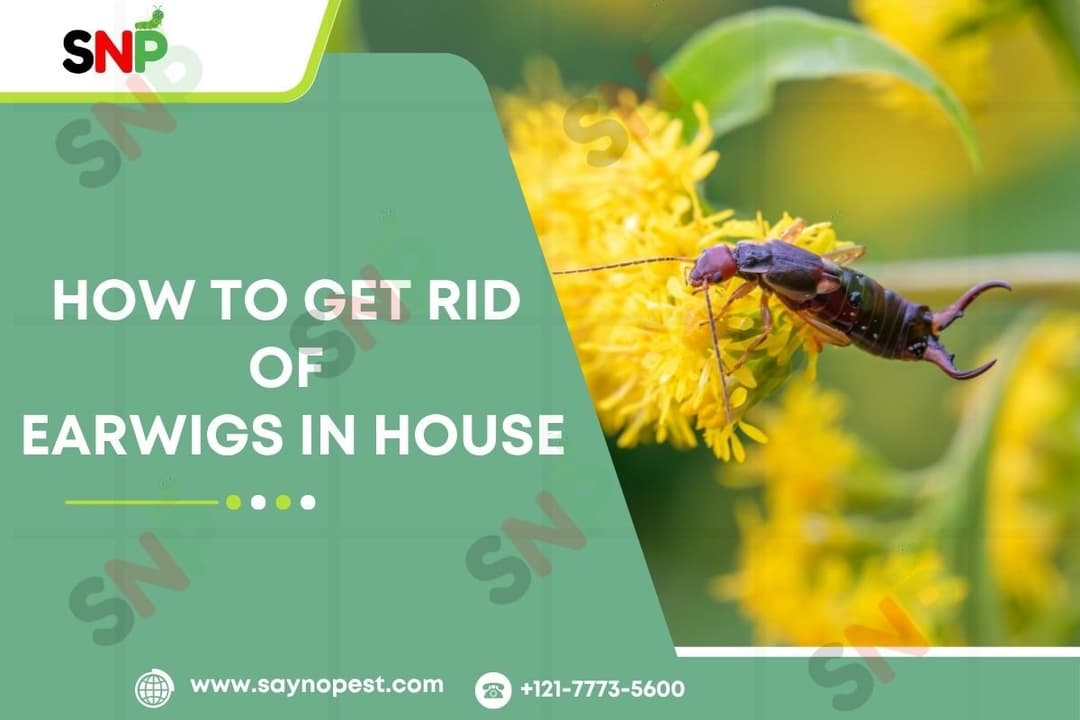 How to Get Rid of Earwigs in House: Effective Control Methods