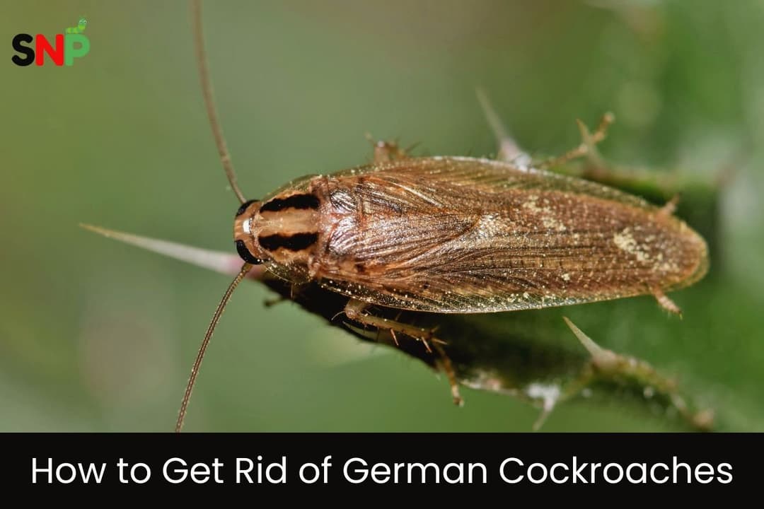 How to Get Rid of German Cockroaches: A Short Guide