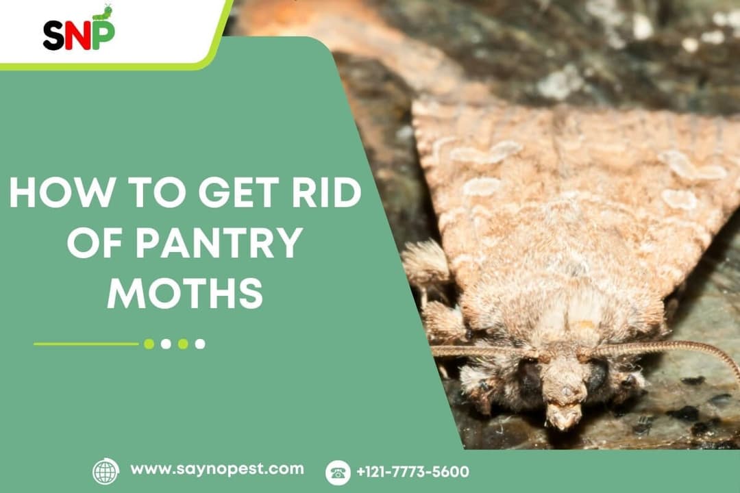 How to Get Rid of Pantry Moths: A Complete Guide
