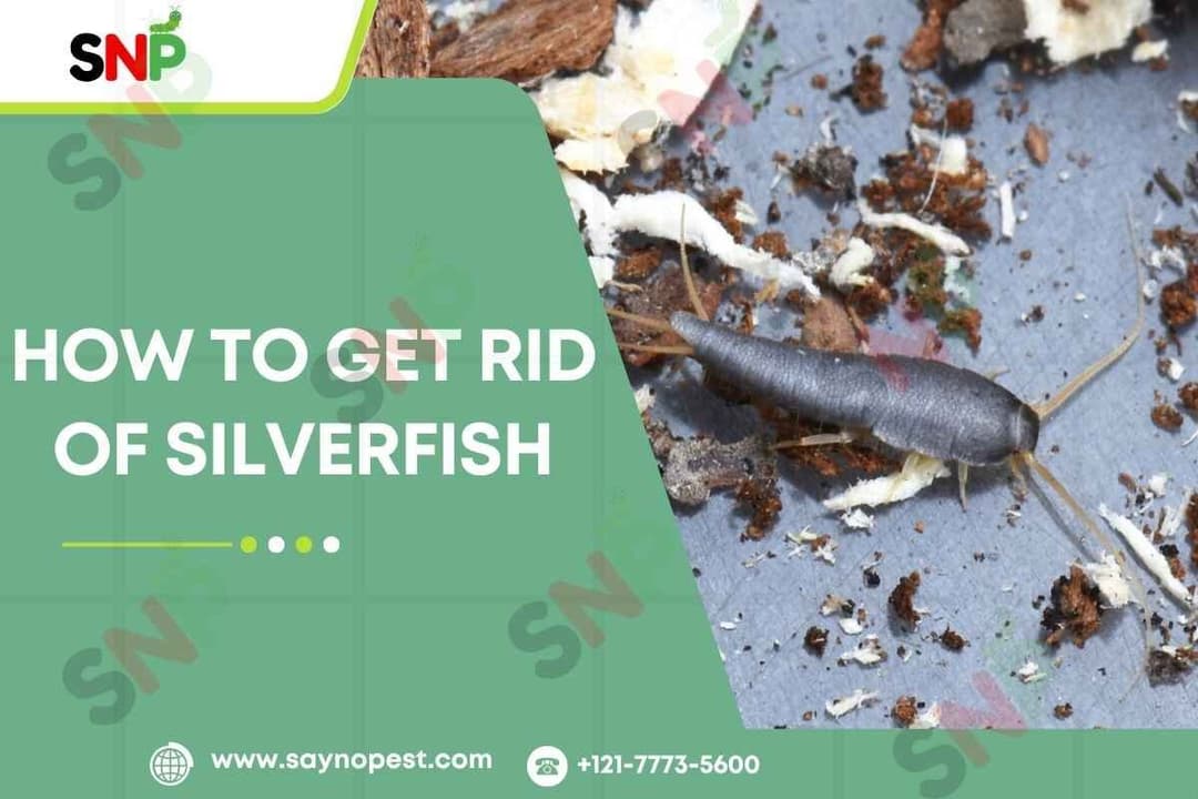 How to Get Rid of Silverfish: A Complete Guide