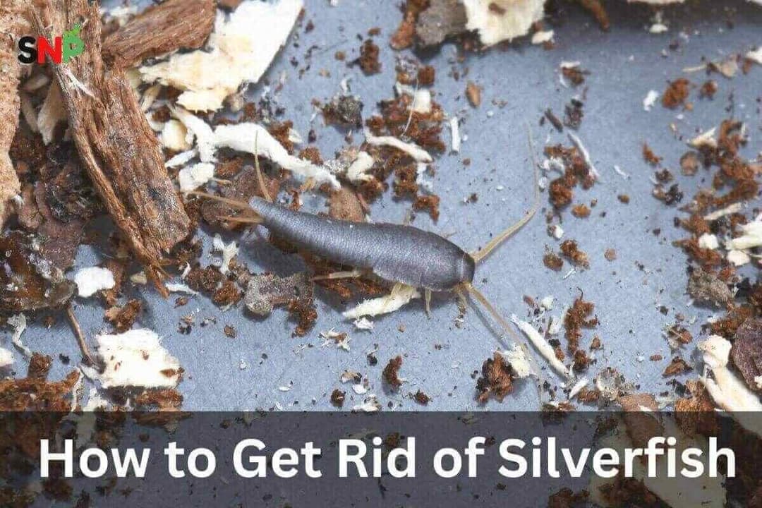 How to Get Rid of Silverfish: A Complete Guide