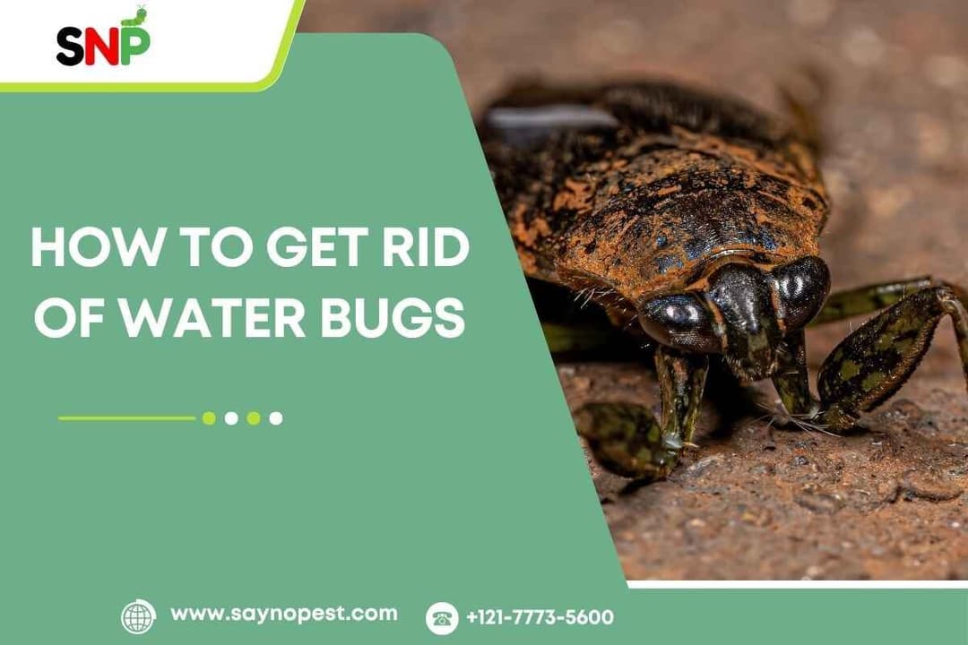 How to Get Rid of Water Bugs: A Complete Guide