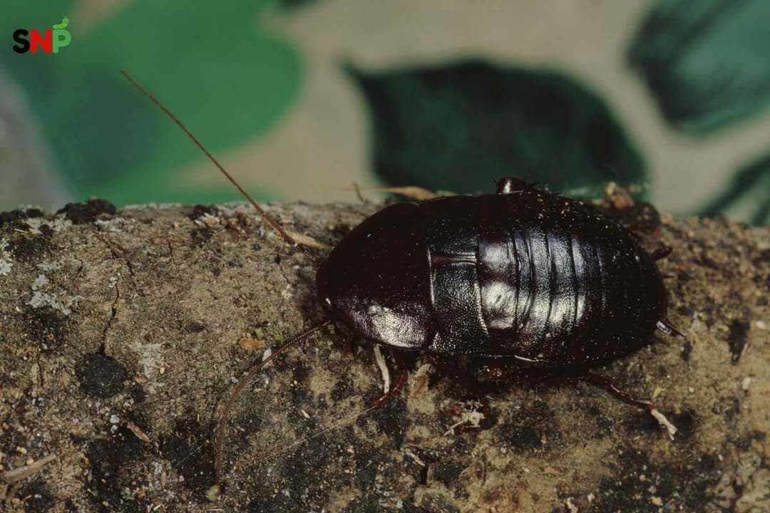Oriental Cockroach: Identification, Life Cycle, Bites, Control