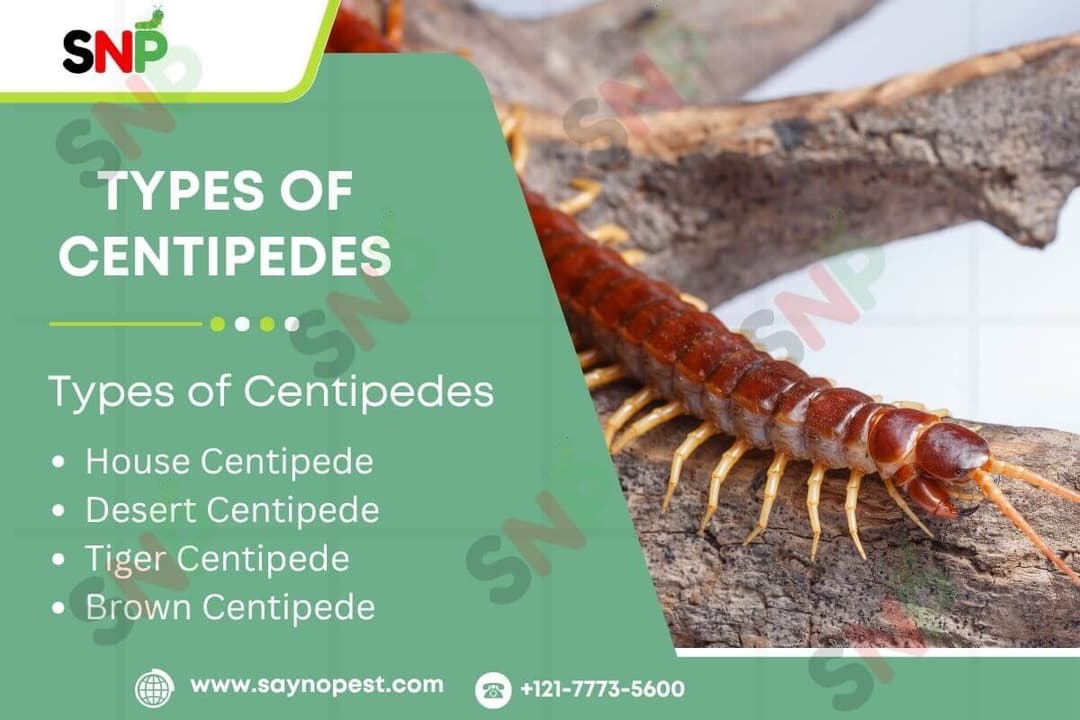 Types of Centipedes: A Comprehensive Guide