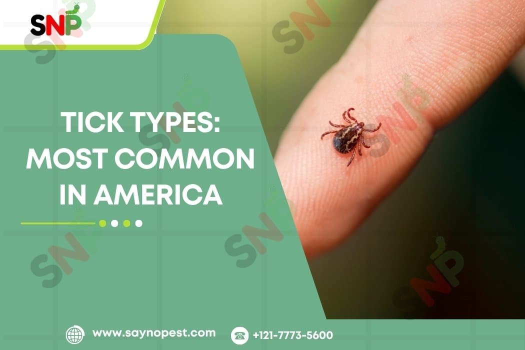 Tick Types: Most Common in America