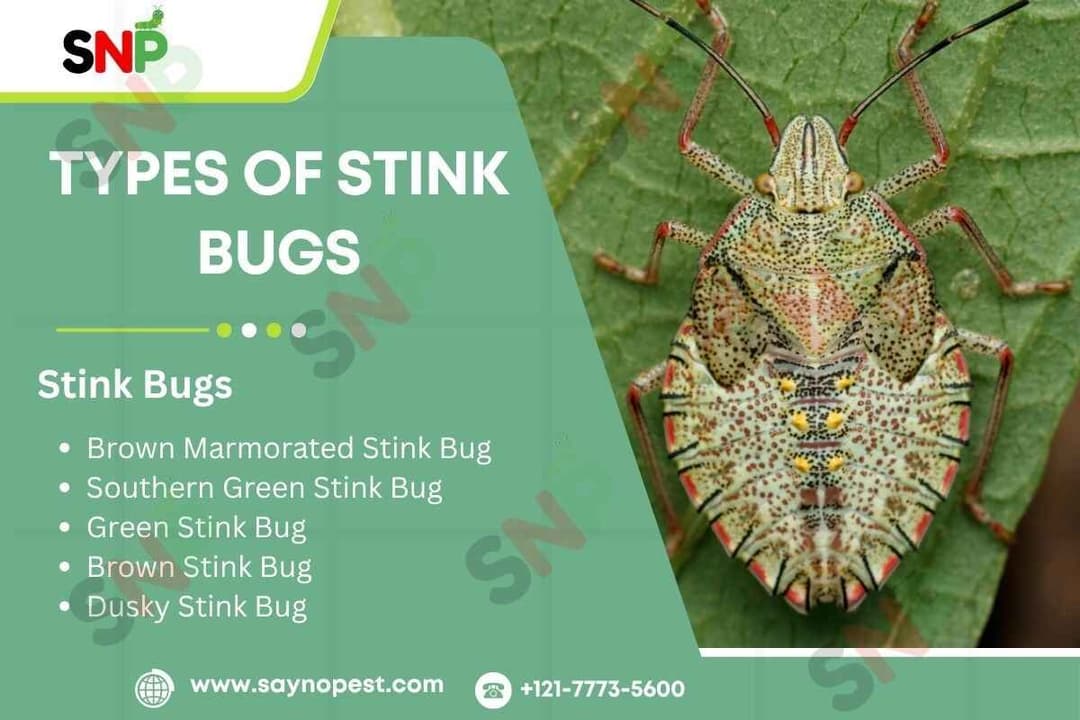 Types of Stink Bugs: What American Homeowner Needs to Know