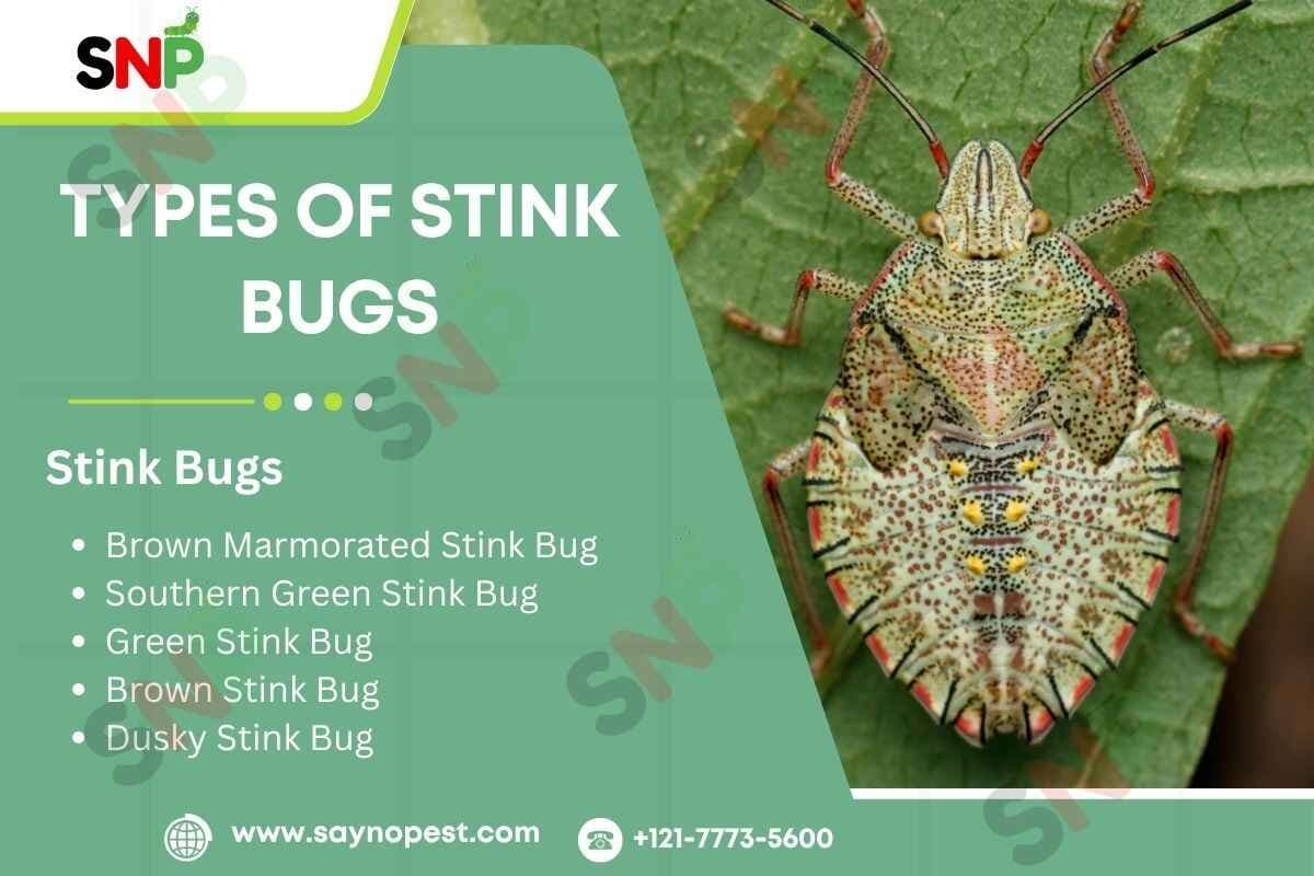 Types of Stink Bugs: What American Homeowner Needs to Know - Say no pest