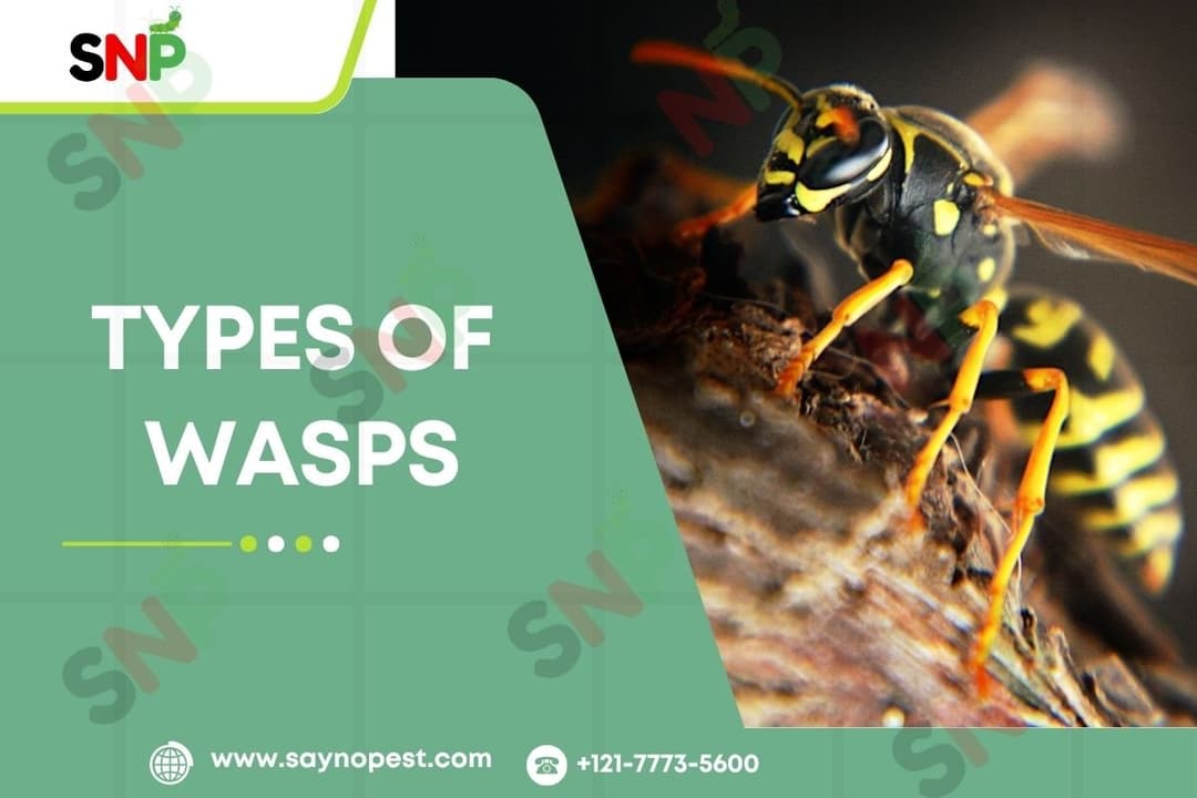 Types of Wasps : Identification, Control, &amp; Management in the U.S.
