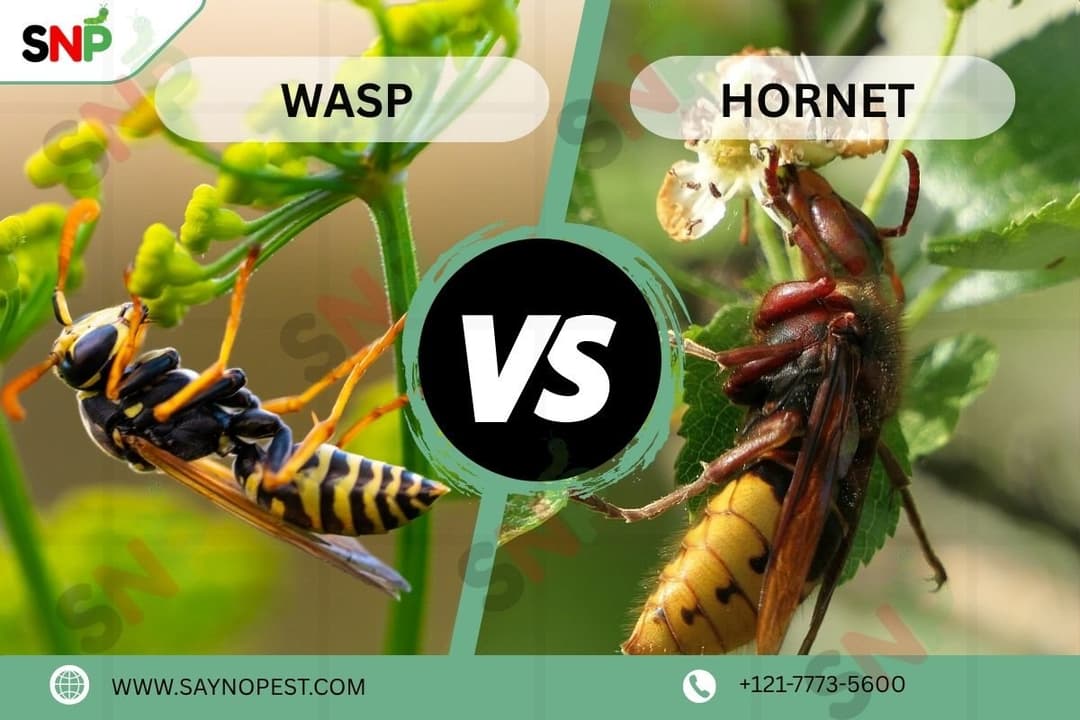 Wasp vs Hornet: Understanding Differences, Control, &amp; Protection