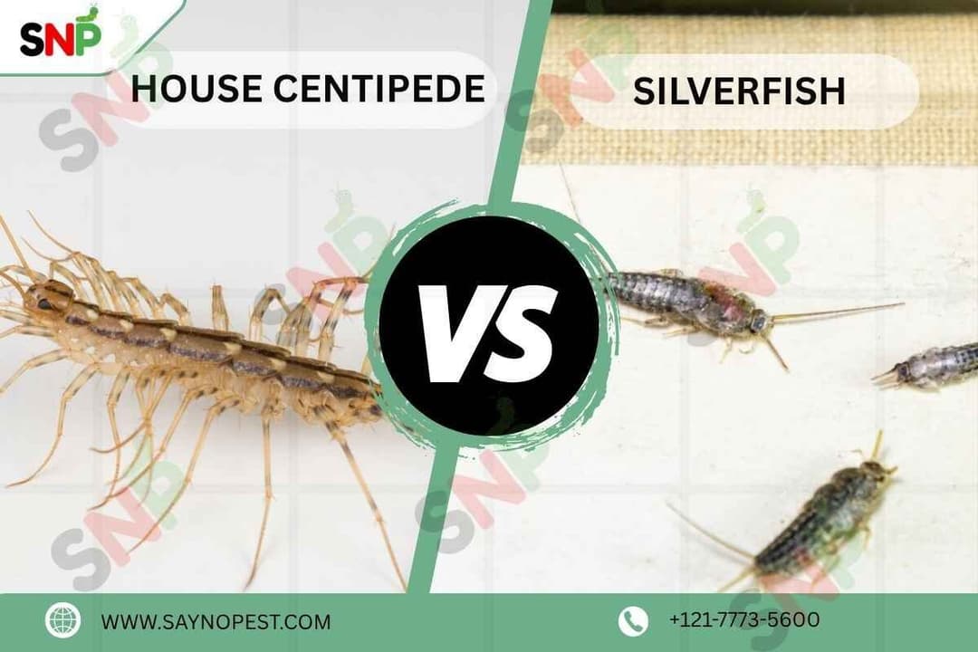 House Centipede vs Silverfish: Know the Difference, Signs