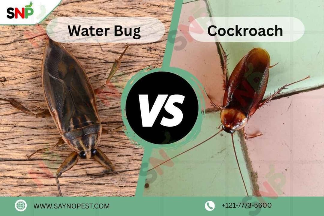 Water Bug vs Cockroach: How to Tell the Difference