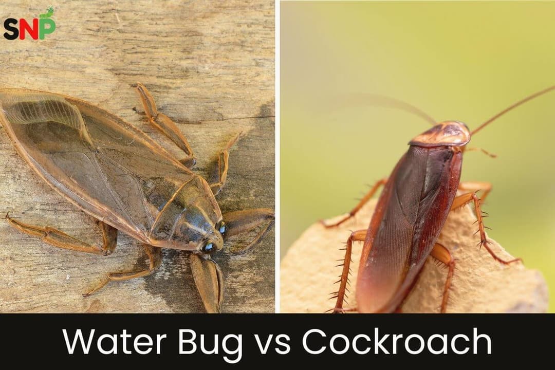 Water Bug vs Cockroach: How to Tell the Difference