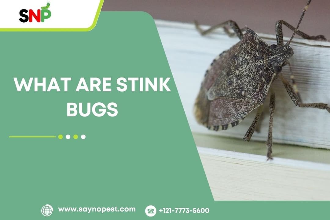 What Are Stink Bugs? A Complete Guide For USA