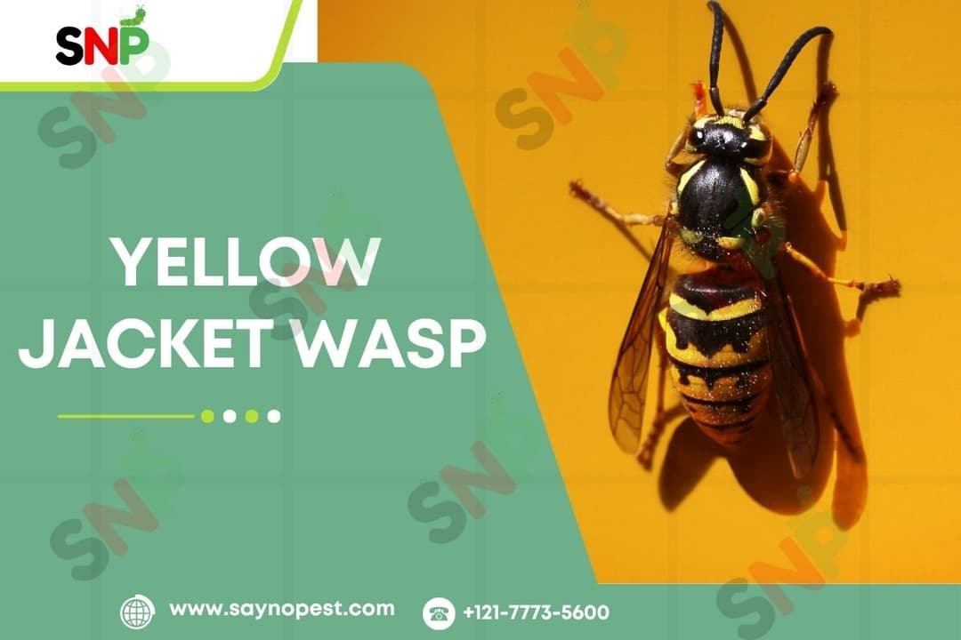 Yellow Jacket Wasp : LifeCycle and Control