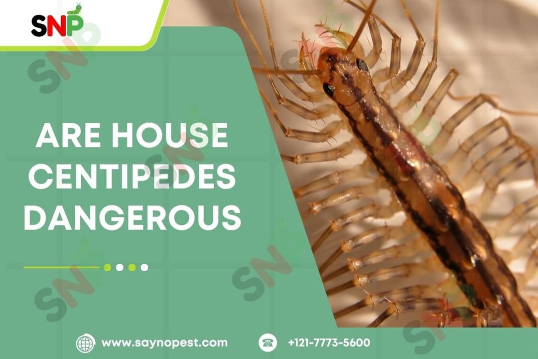 Are House Centipedes Dangerous? Everything You Need to Know