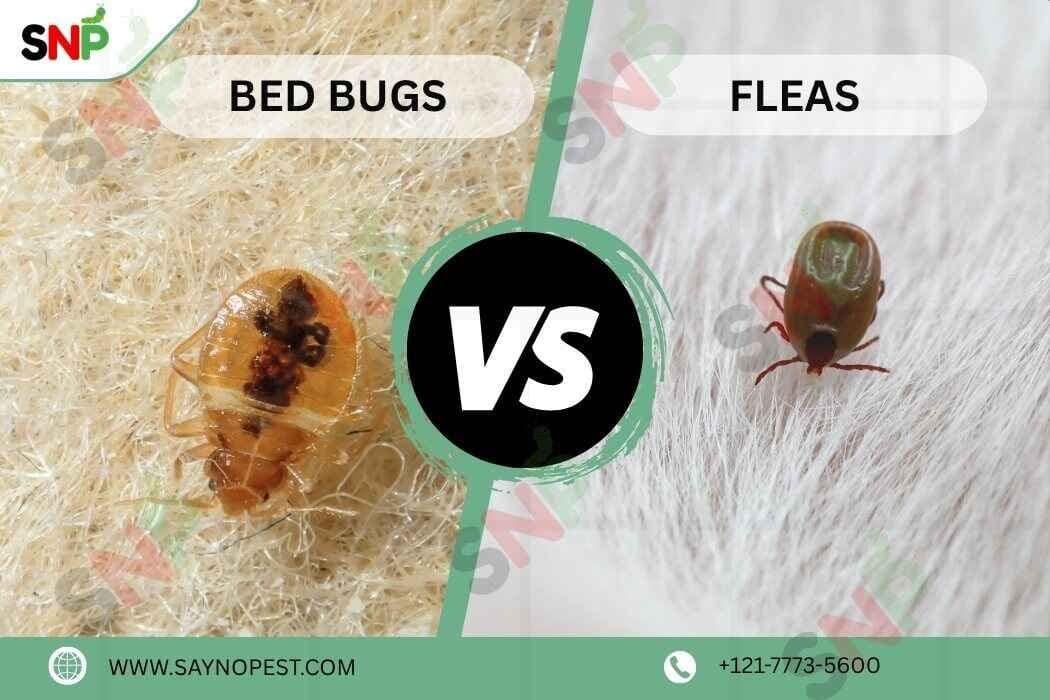 Bed Bugs vs Fleas