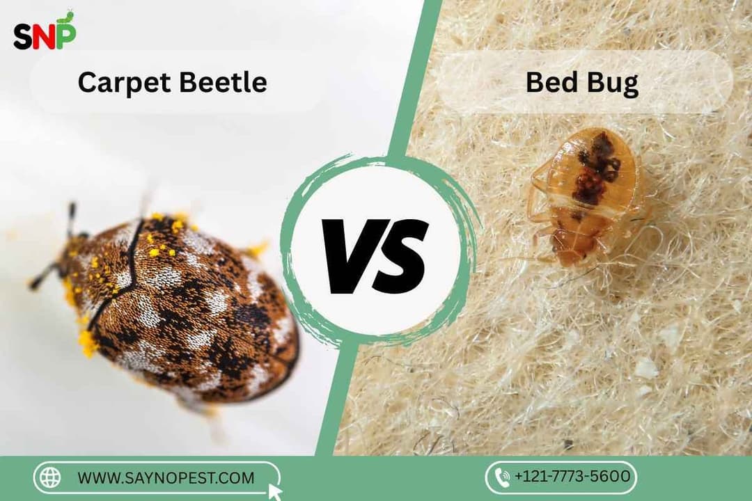 Carpet Beetle vs Bed Bug: How to Identify, Prevent, and Remove