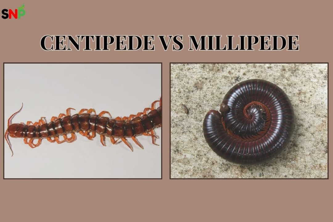 Centipede vs Millipede: Which One’s in Your Home?