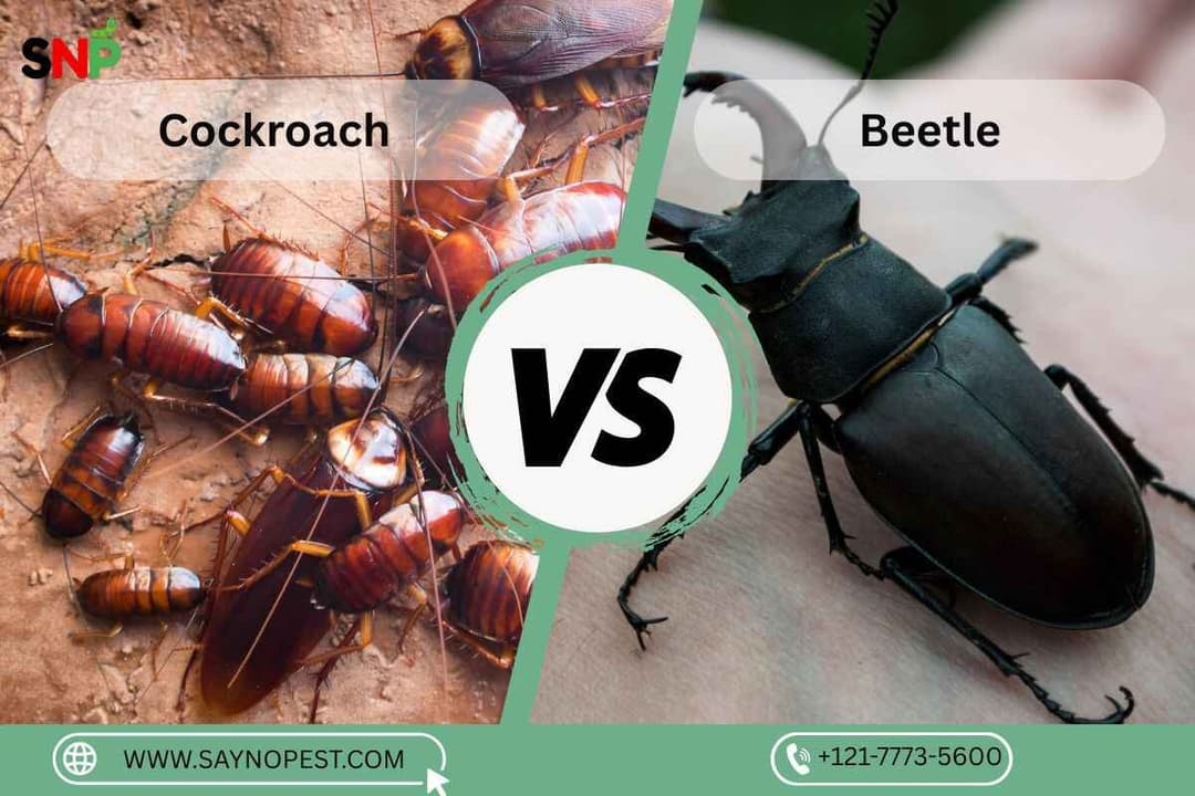 Cockroach vs Beetle: Understanding the Differences