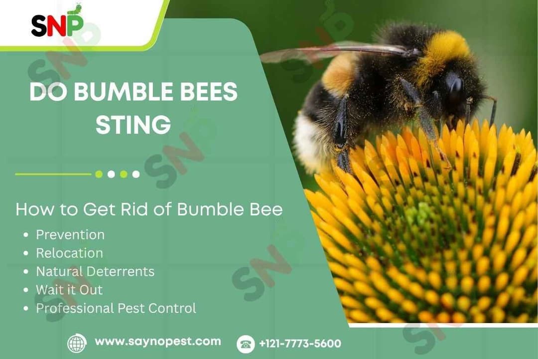Do Bumble Bees Sting? Understanding These Fuzzy Pollinators