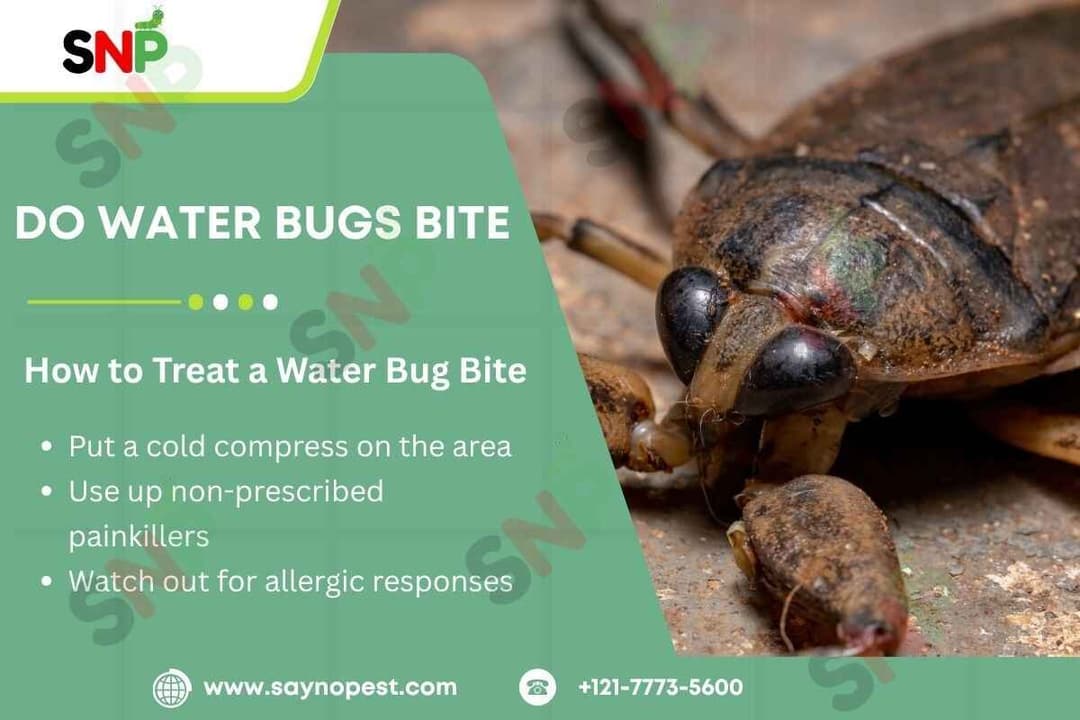 Do Water Bugs Bite? Everything You Need to Know