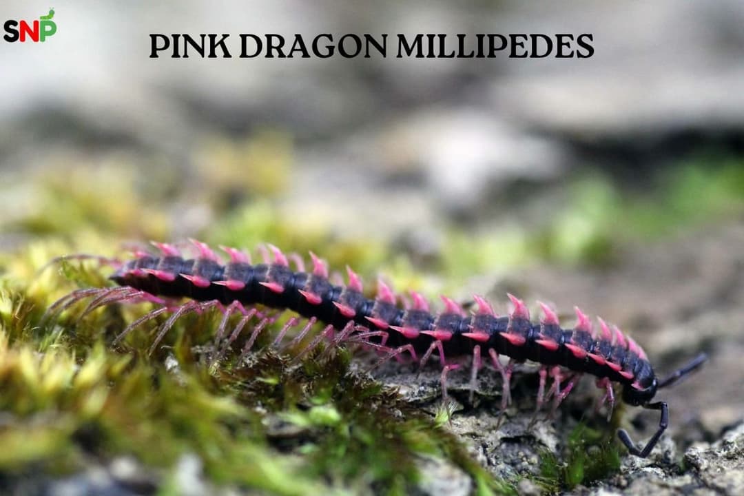 Dragon Millipedes: Explore the Unique Pest!