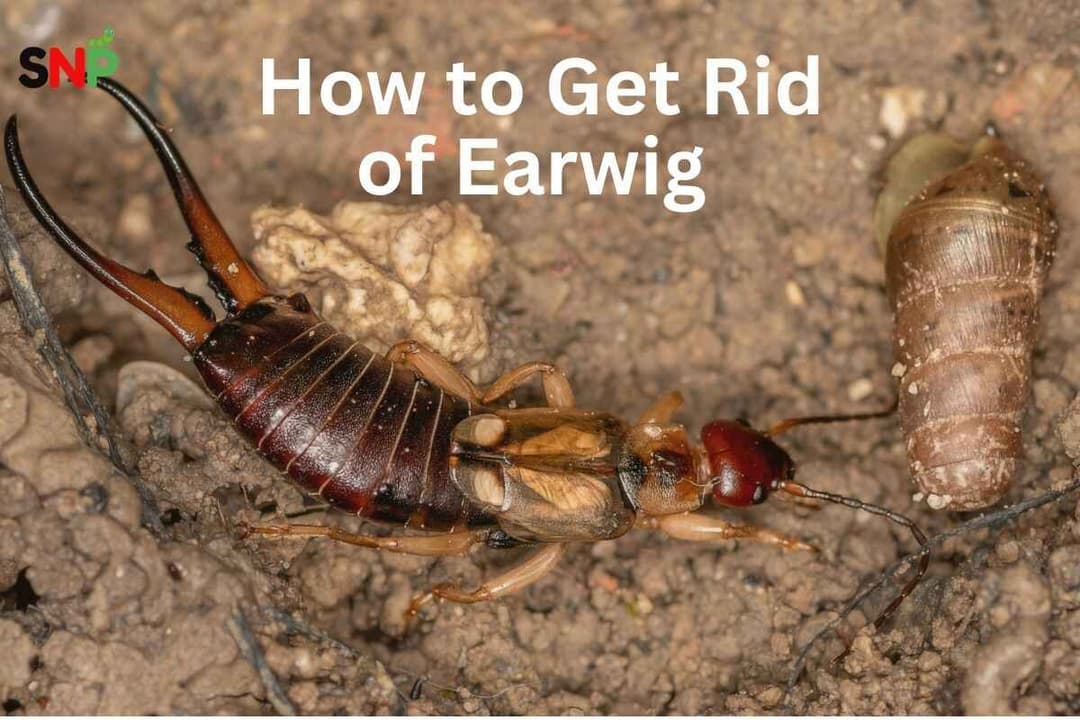 How to Get Rid of Earwigs: An Authentic Guide Homeowners