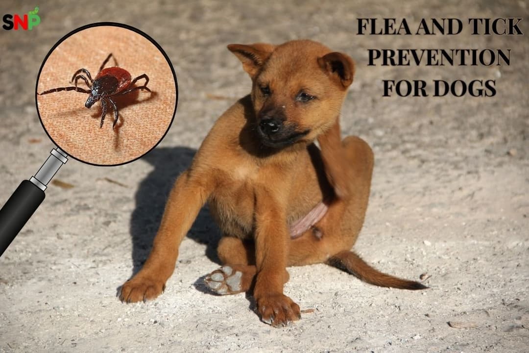 Natural Flea and Tick Prevention for Dogs
